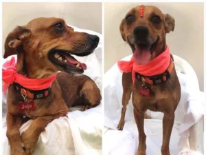 Cachorro raça Srd idade 4 anos nome Juju