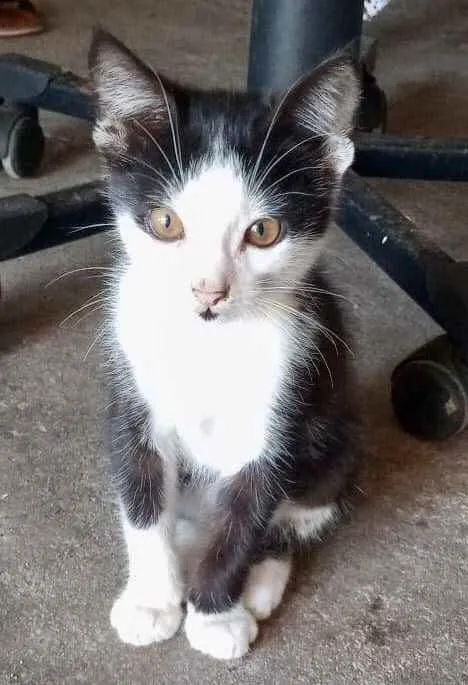 Gato ra a Srd idade 2 a 6 meses nome Marcelino 