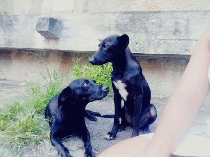 Cachorro ra a SRD idade 2 anos nome Prétinha