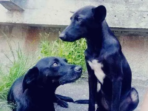 Cachorro ra a SRD idade 2 anos nome Prétinha