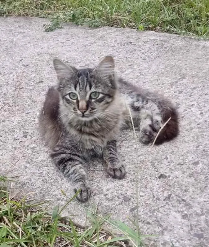 Gato ra a Srd idade 2 a 6 meses nome Isabeli