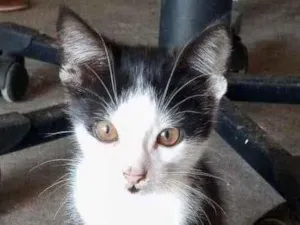 Gato raça Srd idade 2 a 6 meses nome Marcelino 