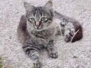 Gato raça Srd idade 2 a 6 meses nome Isabeli
