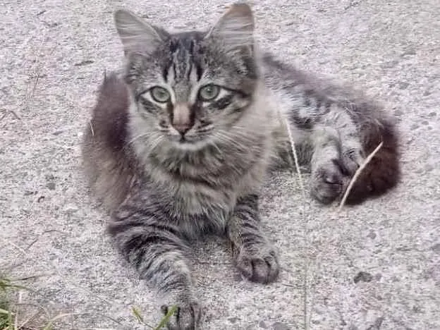 Gato ra a Srd idade 2 a 6 meses nome Isabeli