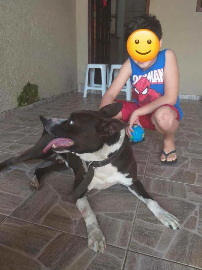 Cachorro ra a PitBull idade 6 ou mais anos nome Snap