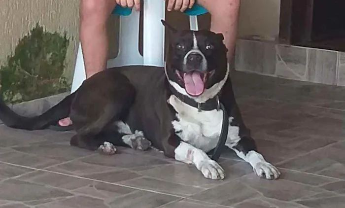 Cachorro ra a PitBull idade 6 ou mais anos nome Snap