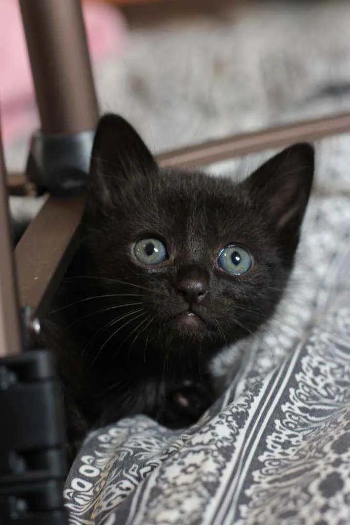 Gato ra a SRD idade Abaixo de 2 meses nome Finn e Jake