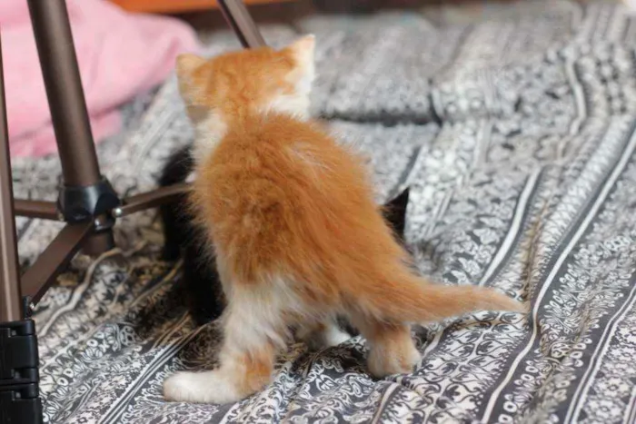 Gato ra a SRD idade Abaixo de 2 meses nome Finn e Jake