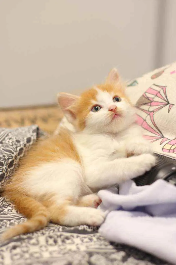 Gato ra a SRD idade Abaixo de 2 meses nome Finn e Jake