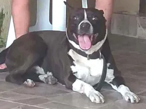 Cachorro raça PitBull idade 6 ou mais anos nome Snap