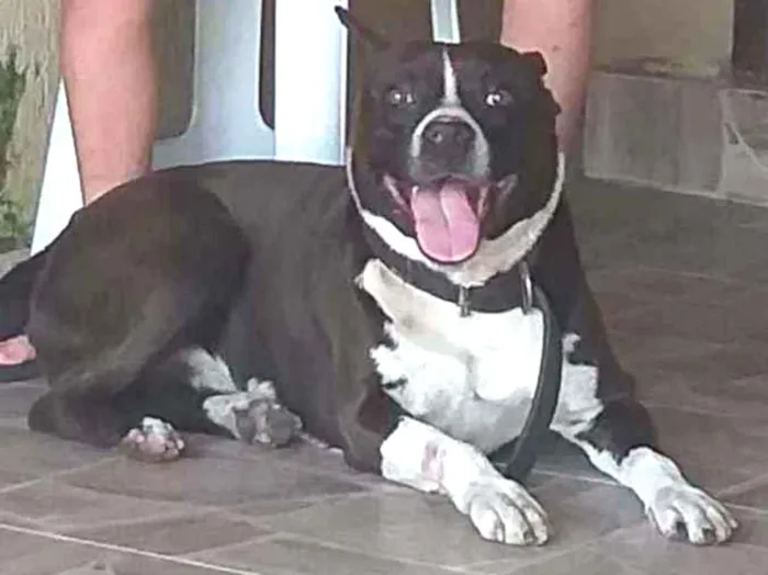 Cachorro ra a PitBull idade 6 ou mais anos nome Snap