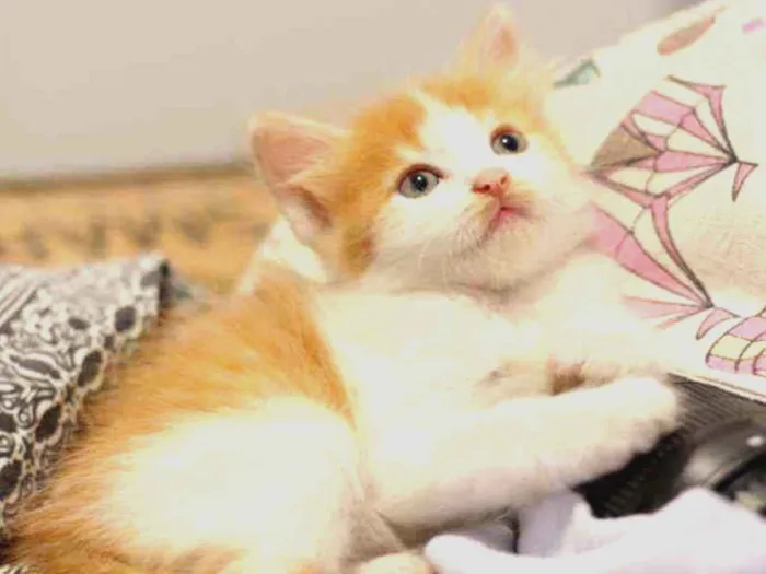 Gato ra a SRD idade Abaixo de 2 meses nome Finn e Jake
