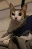 Lilica