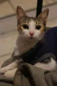 Lilica