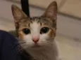 Lilica