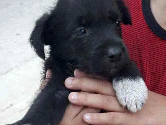 Cachorro raça Srd idade 2 a 6 meses nome Apollo