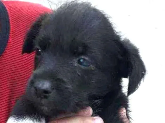 Cachorro raça Srd idade 2 a 6 meses nome Apollo