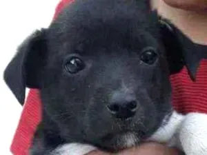 Gato raça Srd idade 2 a 6 meses nome Bono