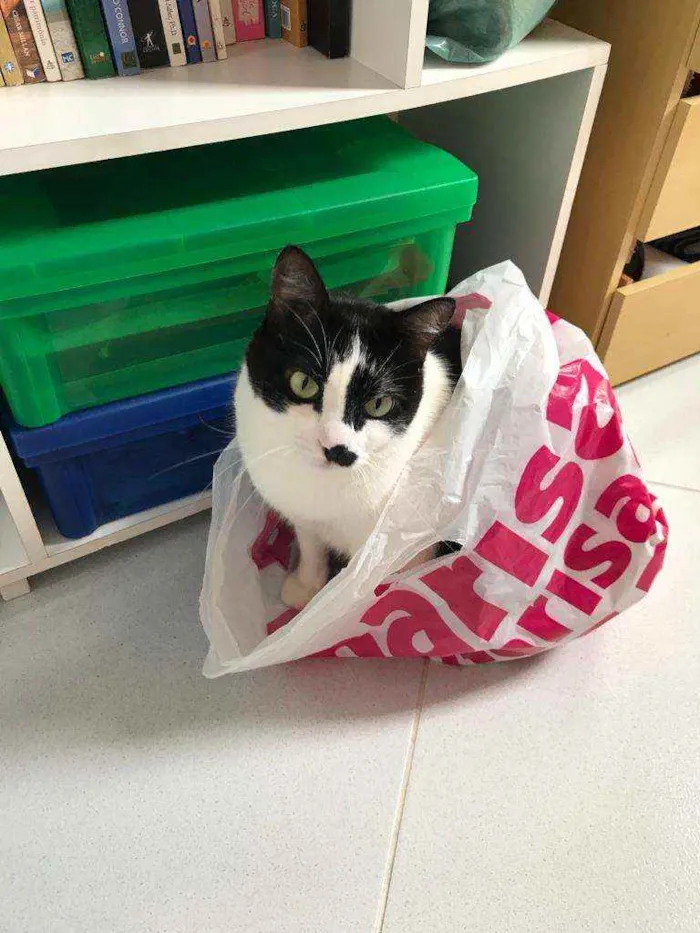 Gato ra a Não definida idade 6 ou mais anos nome Astor