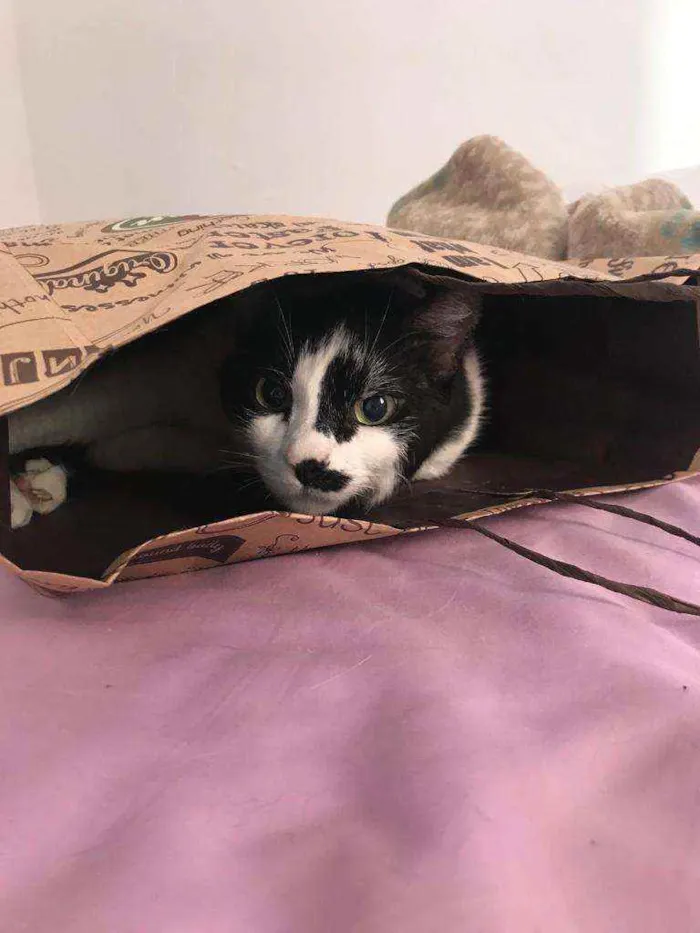 Gato ra a Não definida idade 6 ou mais anos nome Astor