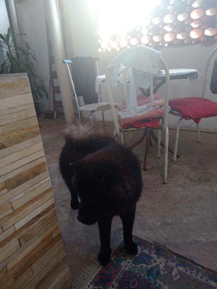 Cachorro ra a Chow chow idade 7 a 11 meses nome Pantera 