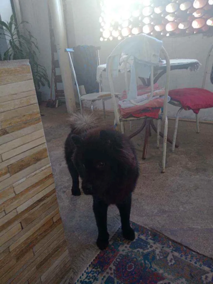 Cachorro ra a Chow chow idade 7 a 11 meses nome Pantera 