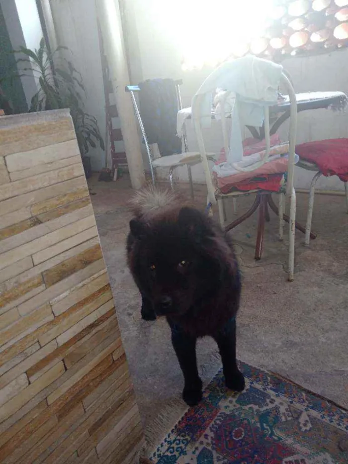 Cachorro ra a Chow chow idade 7 a 11 meses nome Pantera 