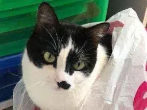 Gato raça Não definida idade 6 ou mais anos nome Astor