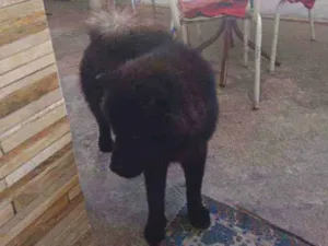 Cachorro raça Chow chow idade 7 a 11 meses nome Pantera 