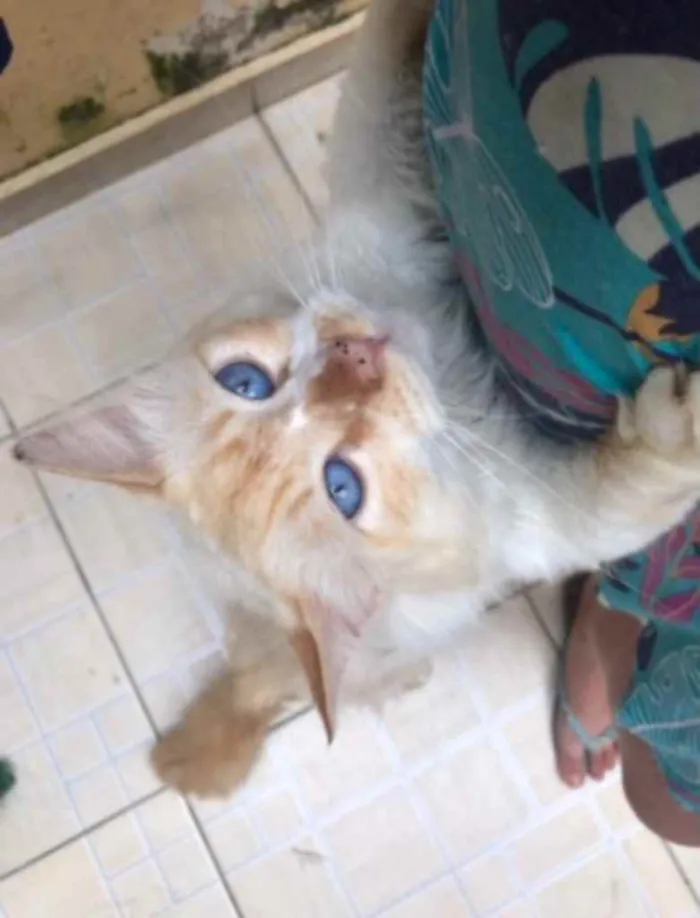 Gato raça SRD idade 3 anos nome Poliano 