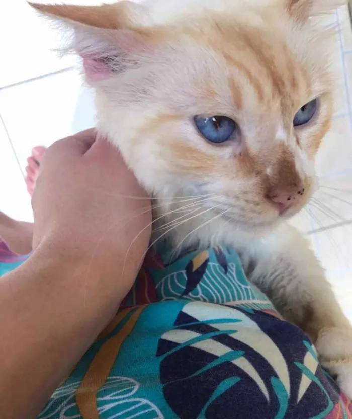 Gato raça SRD idade 3 anos nome Poliano 