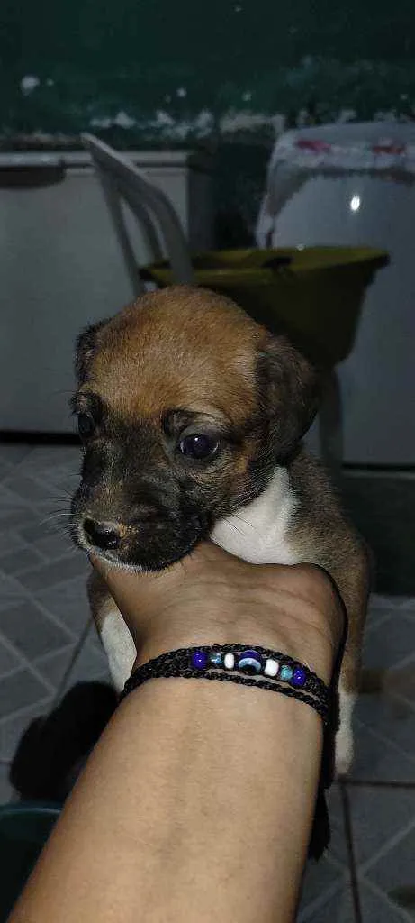 Cachorro raça Vira lata idade Abaixo de 2 meses nome Não tem nome ainda