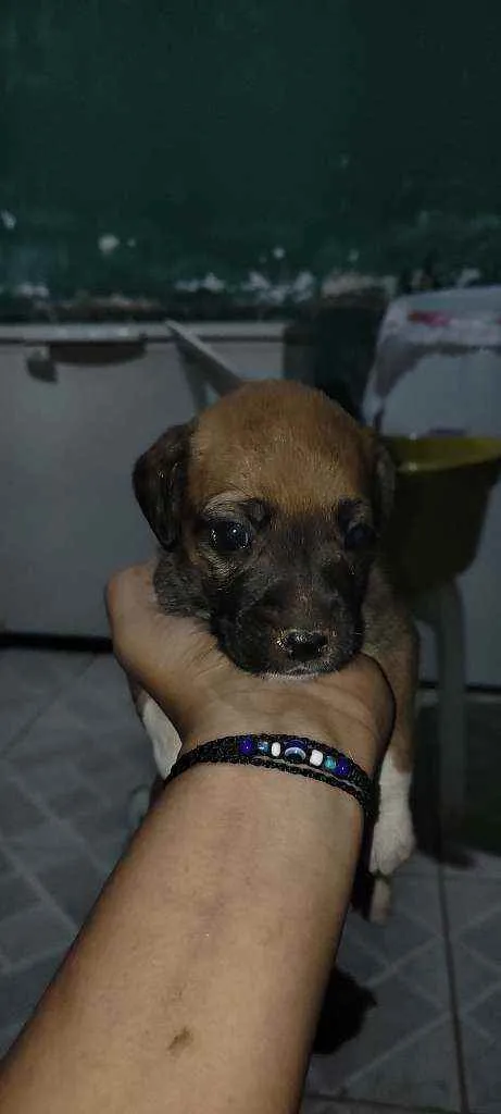 Cachorro raça Vira lata idade Abaixo de 2 meses nome Não tem nome ainda
