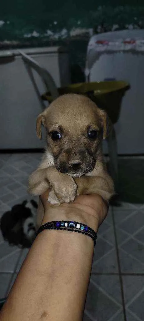 Cachorro raça Vira lata idade Abaixo de 2 meses nome Não tem nome ainda