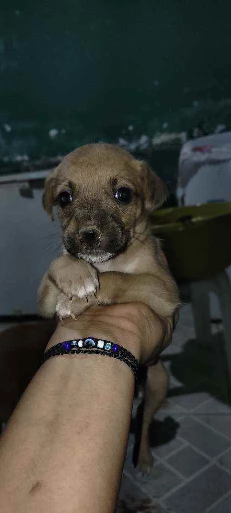 Cachorro raça Vira lata idade Abaixo de 2 meses nome Não tem nome ainda