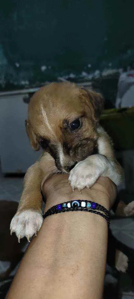 Cachorro raça Vira lata idade Abaixo de 2 meses nome Não tem nome ainda