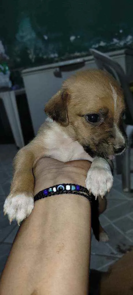 Cachorro raça Vira lata idade Abaixo de 2 meses nome Não tem nome ainda