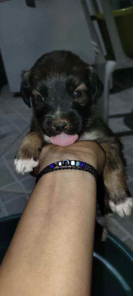 Cachorro raça Vira lata idade Abaixo de 2 meses nome Não tem nome ainda