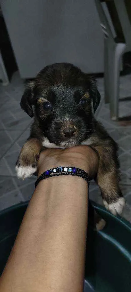 Cachorro raça Vira lata idade Abaixo de 2 meses nome Não tem nome ainda