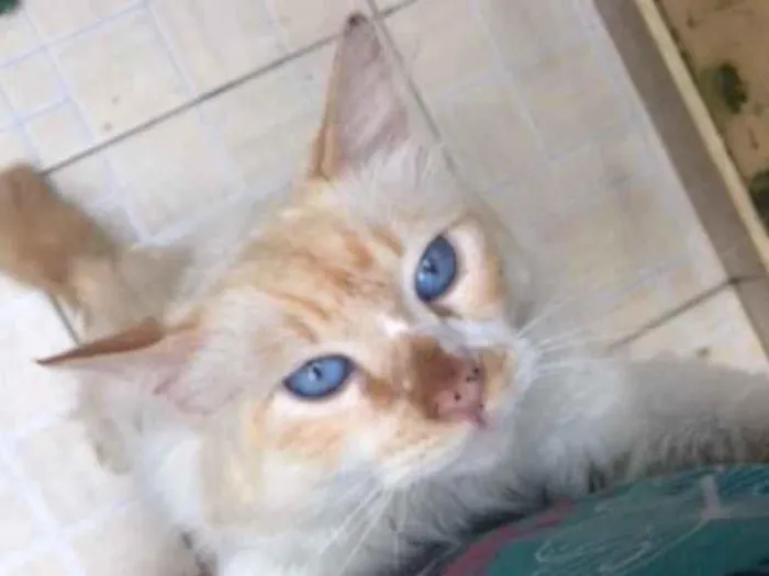 Gato raça SRD idade 3 anos nome Poliano 