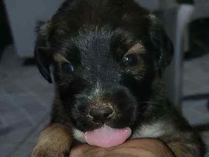 Cachorro raça Vira lata idade Abaixo de 2 meses nome Não tem nome ainda