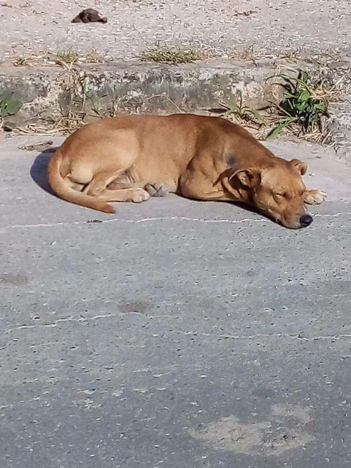 Cachorro ra a Indefinida idade 2 anos nome Yago