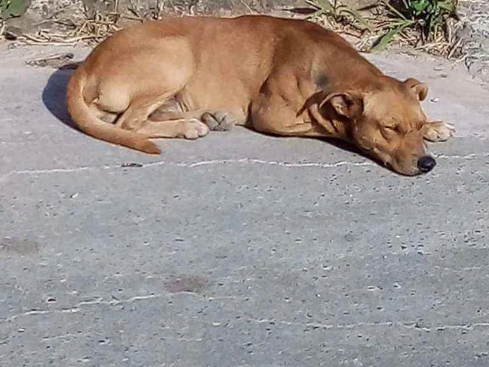 Cachorro ra a Indefinida idade 2 anos nome Yago