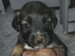 Cachorro raça Vira lata idade Abaixo de 2 meses nome Não tem nome ainda