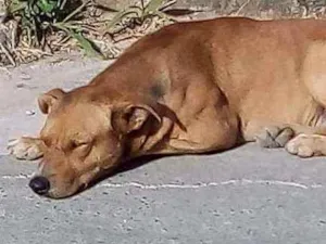 Cachorro raça Indefinida idade 2 anos nome Yago