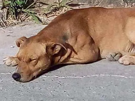 Cachorro ra a Indefinida idade 2 anos nome Yago