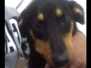 Cachorro raça Não sei  idade  nome Negão 