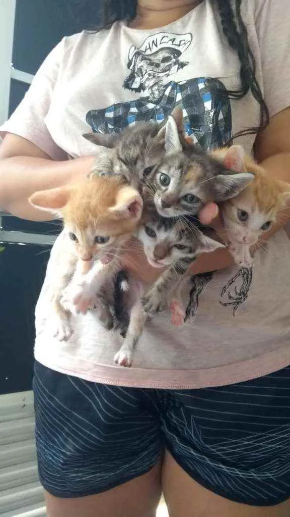 Gato ra a Sem raça definida idade Abaixo de 2 meses nome Filhotes