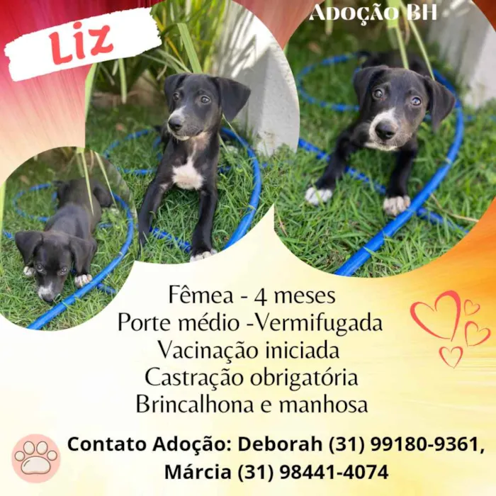 Cachorro raça Srd idade 2 a 6 meses nome Liz
