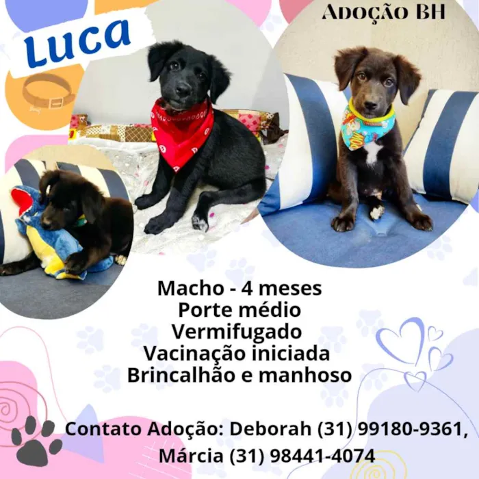 Cachorro raça Srd idade 2 a 6 meses nome Luca